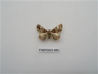 藏品(尺蛾141)的圖片